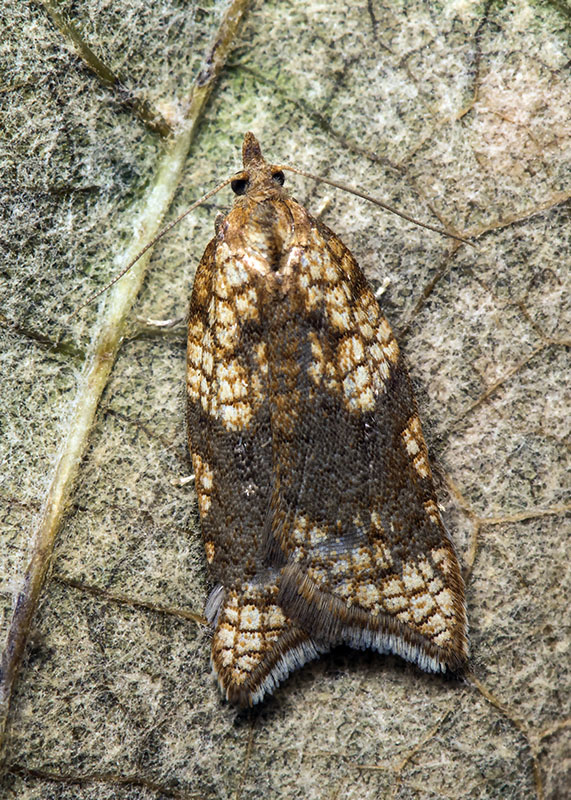 Tortricidae - Acleris rhombana